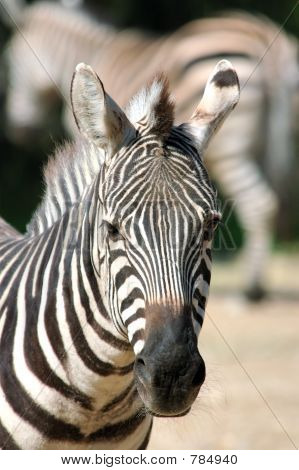 Zebra