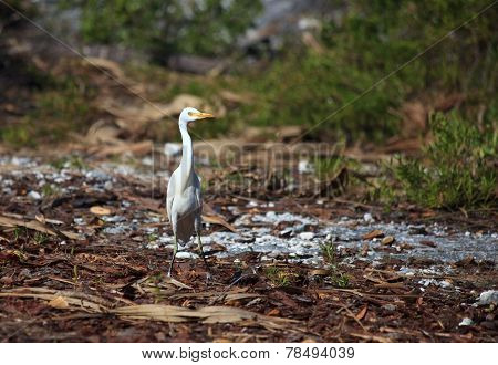 Yellow-billed Egret