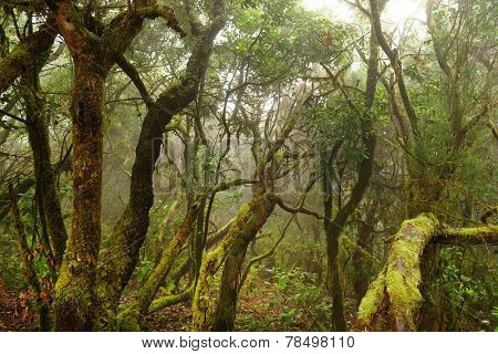 Laurel forest in Canary Islands, Spain, Europe