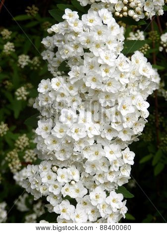 Spirea Arguta