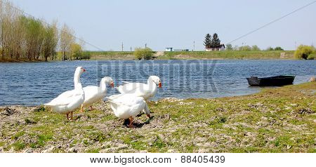 Geese