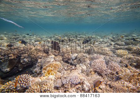 Red sea coral reef