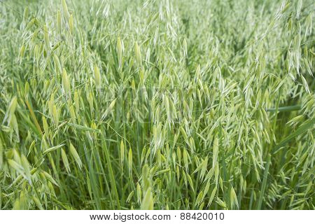 Avena Green Field