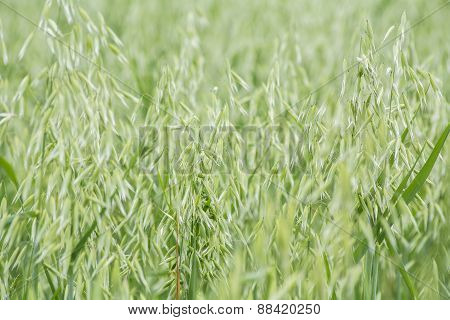Avena Green Field