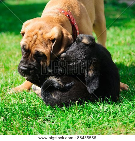 Two Little Puppies