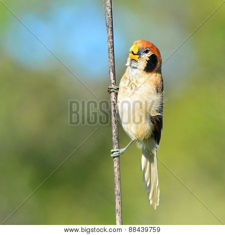 Spot-breasted Parrotbill