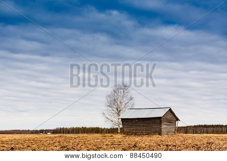 Birch Tree And A Barn