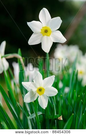 Beautiful White And Yellow Daffodils. Yellow And White Narcissuses In A Garden. Soft Focus Or Shallo
