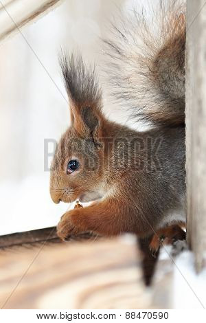 Squirrel Nibbles Nut