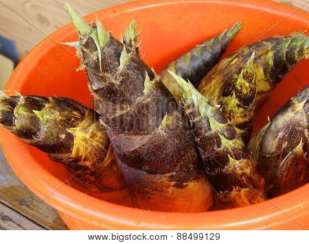 fresh Makino bamboo shoot for sale