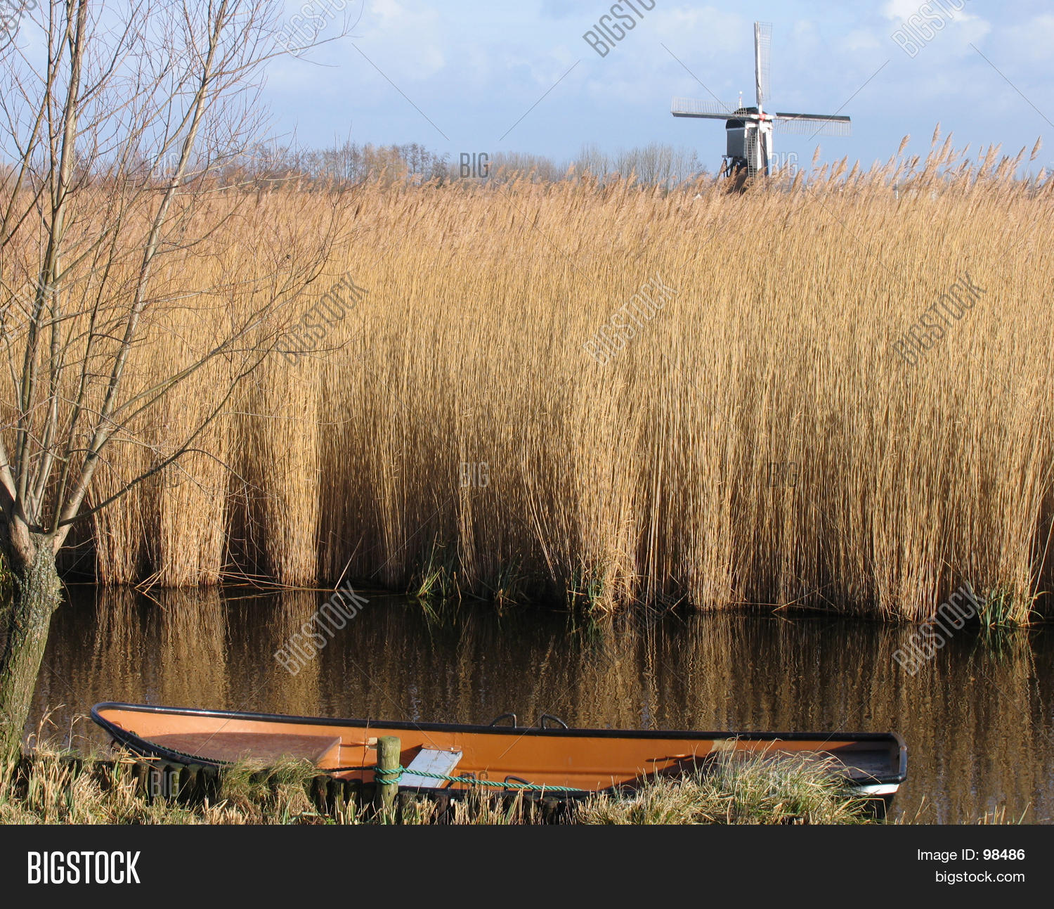 Dutch Reed Rush Dutch Reed Landscape 1 Image & Photo (Free Trial) | Bigstock