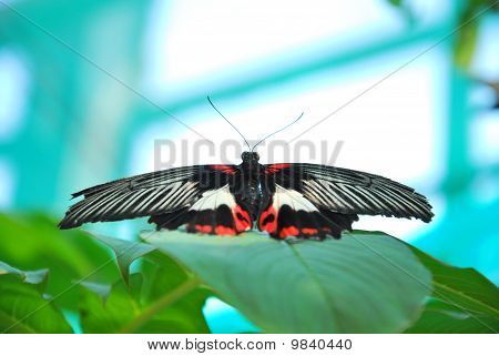 butterfly