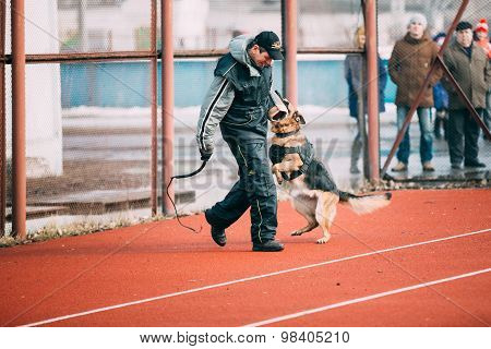 German shepherd dog training in Gomel Regional sports club and d