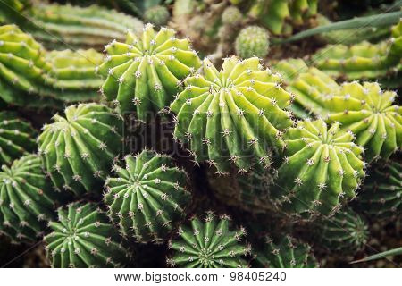 Echinopsis Obrepanda Cactus