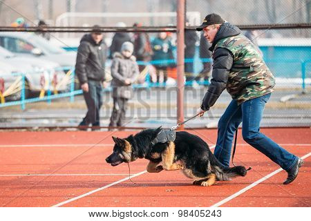German shepherd dog training in Gomel Regional sports club and d