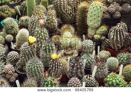 Various Cacti Mix