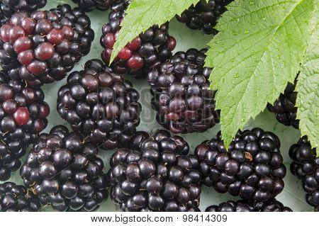 Fresh Blackberries On Blackberry Leaf