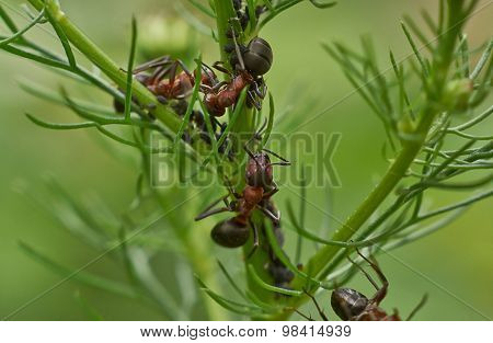 Formic Breeding Farms.