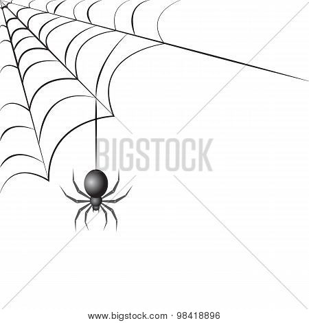 Spider With Web