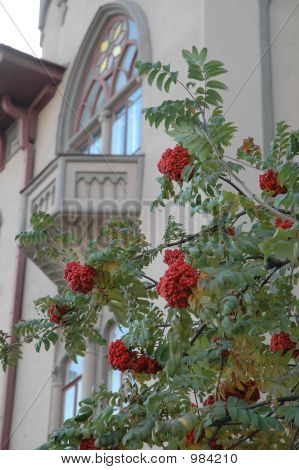 Autumn_6125
