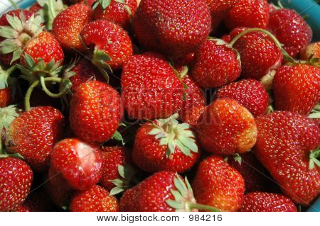 Strawberry_7554