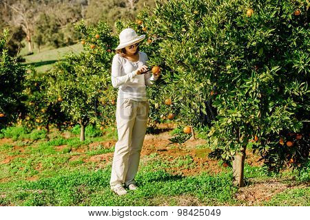 Caucasian girl harvesting mandarins and oranges in organic farm