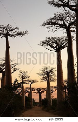 Baobabs günbatımı