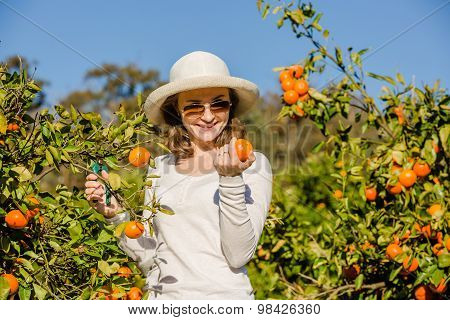Caucasian girl harvesting mandarins and oranges in organic farm