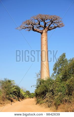 Enkelt kæmpe baobab