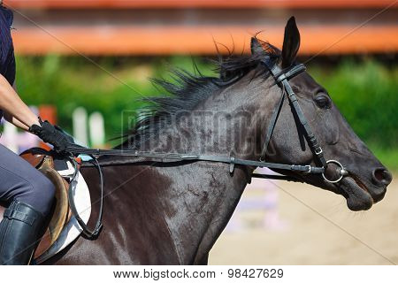 Rider On A Horse