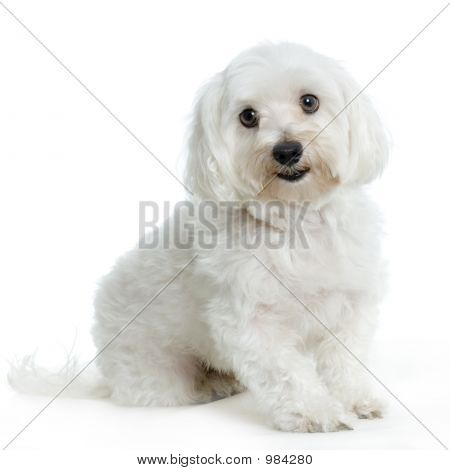 Мальтийский Собаки