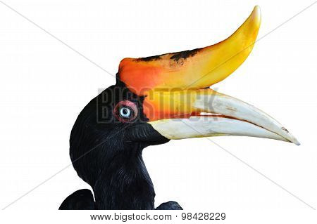 Rhinoceros Hornbill