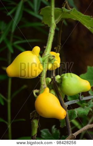 Mickey Mouse Flower