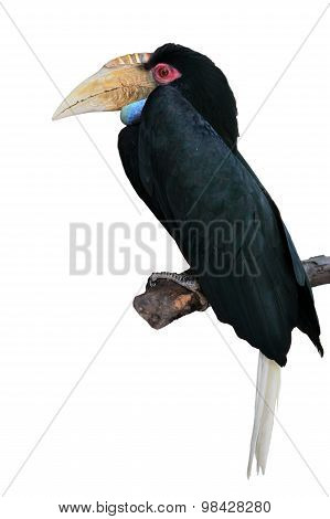 Plain-pouched Hornbill