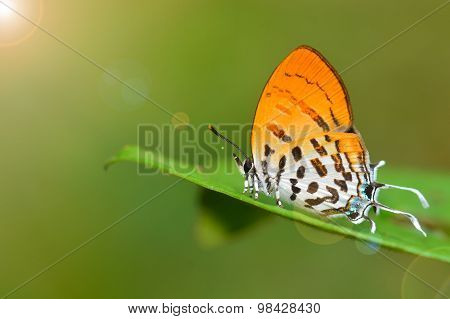 Common Posy