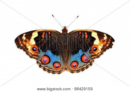 Blue Pansy Butterfly