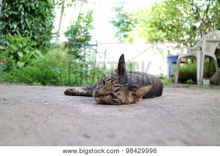 Cat Sleep