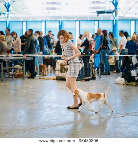 People and dogs visit exhibition dog show.