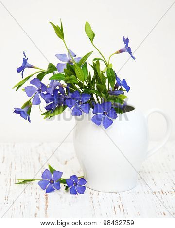 Perwinkle