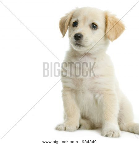 Labrador Retriever krem