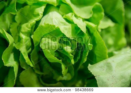 Organic Lettuce Closeup Detail