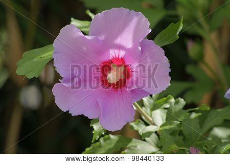 rose of Sharon