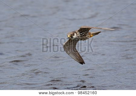 Hobby (Falco subbuteo)