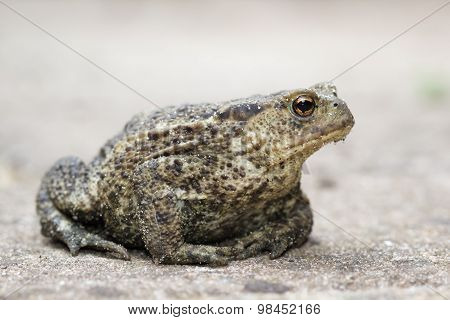 Common Toad (Bufo bufo)