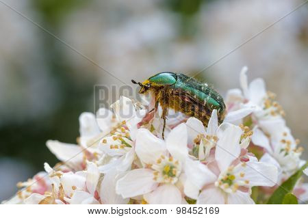 Rose Chafer (Cetonia aurata)