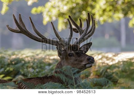 Red Deer (Cercus elaphus)