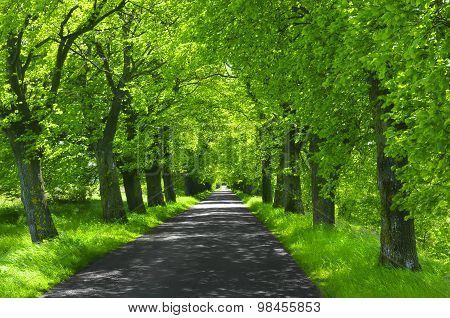 Linden-trees and Green Grass Over The beautiful  Road In A Field On A Clear Summer Day