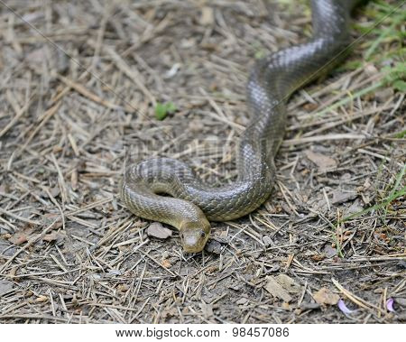 Aesculapian snake in its natural habitat