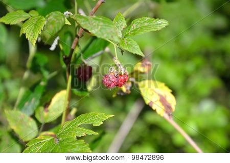 The Raspberry Forest Forest Raspberries Image & Photo (Free Trial) | Bigstock