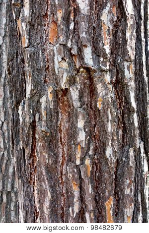 pine bark